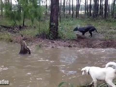 Bị truy bắt, chuột túi tung "đòn hiểm" khiến chó săn khiếp hãi