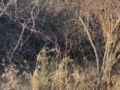 Đói ăn, báo hoa mai mò vào hang ổ của sư tử rồi làm điều khủng khiếp này