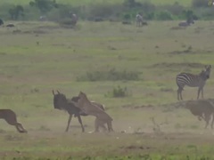 Linh dương đầu bò kiên cường chống trọi với 5 con báo gê-pa và cái kết