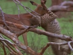 Bị ngoạm cổ, linh dương nhanh trí giả chết, làm bẽ mặt báo săn