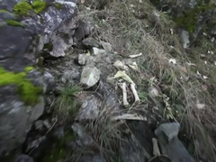 Cảnh tượng hiếm gặp khi gấu trúc thản nhiên ăn thịt sống