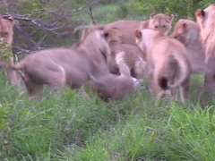 Báo hoa mai lọt vào vòng vây của 12 con sư tử và cái kết bi đát