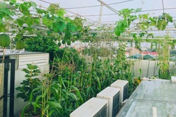 Nữ giám đốc chăm vườn kiểu Nhật, biến sân thượng thành "vườn tình yêu"