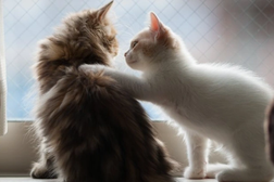 Khám phá mới: Mèo có khả năng "nghe lén" giống con người