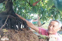 Trồng mai bonsai thu lãi khủng, nghệ nhân nghèo xây nhà to