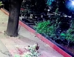 Video: Báo hoa mai “tàng hình” cắn cổ chó đi lạc trên vỉa hè Ấn Độ