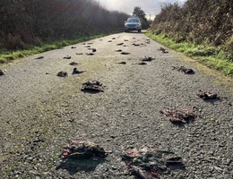 Bí ẩn hàng trăm con chim sáo chết la liệt trên đường quốc lộ
