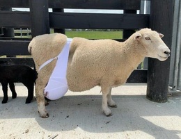 Cừu sa ngực được điều trị bằng nội y của phụ nữ