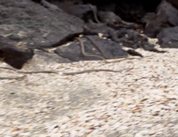 Video: Kịch tính cả đàn rắn "truy sát" kỳ nhông và diễn biến nghẹt thở đầy bất ngờ