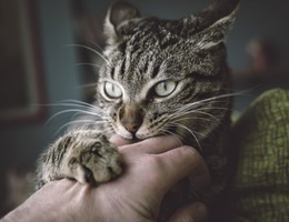 Phát hiện gây sốc: Mèo đột nhập cơ sở nghiên cứu ăn xác người hiến tặng