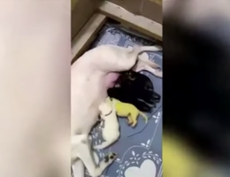 Chú chó sinh ra đã có bộ lông màu vàng chanh