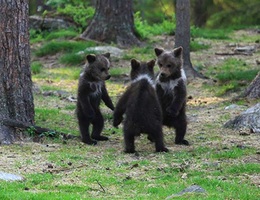 Hiếm hoi cảnh 3 chú gấu nắm tay nhau nhảy giữa rừng