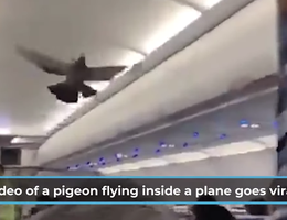 Clip &#x1D;chim bồ câu "đại náo" khoang hành khách máy bay xôn xao mạng xã hội