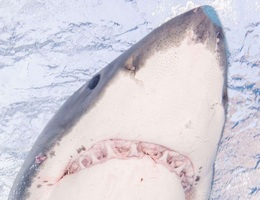 Thoát cảnh làm mồi cho cá mập trắng nhờ tung đòn vào chỗ hiểm