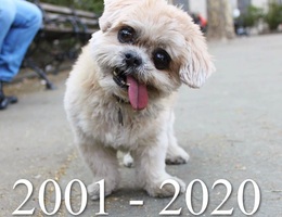 Chú chó nổi nhất Instagram qua đời - 1,8 triệu người hâm mộ "nát con tim"