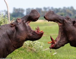 Cuộc chiến giành lãnh địa đẫm máu giữa hai con hà mã khổng lồ