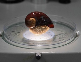 Bí mật của loài ốc sên sống trên miệng núi lửa