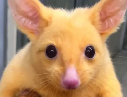 Sinh vật lông vàng ở Úc được mệnh danh "Pikachu ngoài đời thực"