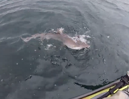 Cá mập xám táo tợn tranh cướp cá với ngư dân ngoài khơi Scotland