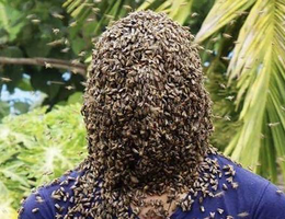 Kinh dị người đàn ông cho hàng nghìn con ong bu kín mặt