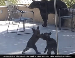 Video hai anh em gấu đen vật nhau khiến triệu người thích thú