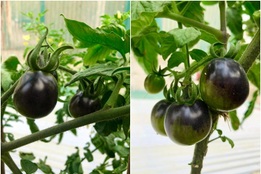 Mẹ đảm chia sẻ cách trồng giống cà chua lạ, vỏ nâu sẫm như socola