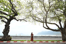 Con Dao stuns visitors as heritage almond trees change leaves