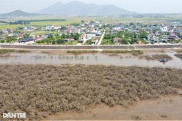 Ha Tinh mangrove forest dies off in unexplained mass loss