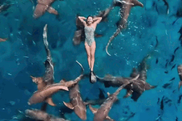 Vietnam swim star draws attention swimming with sharks