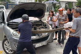10kg python found under car bonnet in Lao Cai