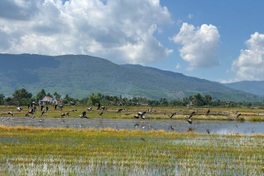 Rare storks flock to Dak Lak rice fields