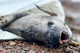 Hundreds of tonnes of farmed fish die in Tri An Lake