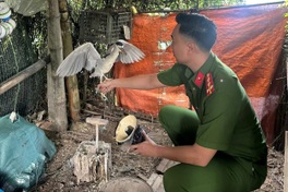 Hung Yen man fined for trapping and keeping wild birds