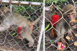 Endangered long-tailed macaque found foraging in Can Tho garden