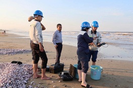 Large quantities of purple clam shells wash ashore in Ha Tinh