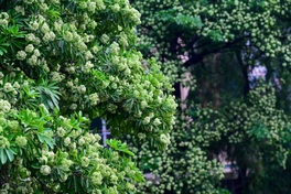 Hanoi begins trimming flowers on nearly 1,000 milk flower trees