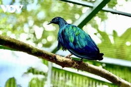 Con Dao National Park receives five rare Nicobar pigeons