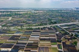 Hanoi’s largest flower village devastated by prolonged flooding