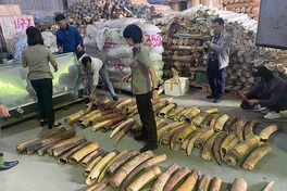 Large haul of illegally trafficked African ivory destroyed in Haiphong