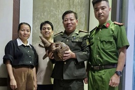 Rare pangolin found on Quang Tri street