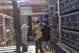 75 South American iguanas illegally kept in Ho Chi Minh City