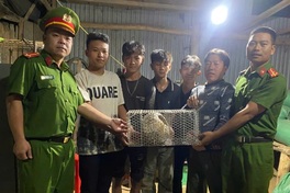 Rare pangolin found wandering onto Lam Dong road