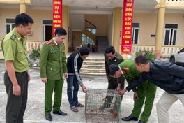 Rare python and two pygmy slow lorises handed over in Thanh Hoa