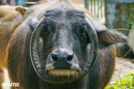 Rare buffalo with circular horns draws attention in Danang