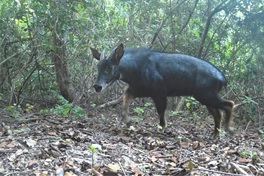 Rare endangered serow spotted in northern Vietnam forest