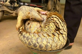 Danang resident hands over rare pangolin found in garden