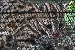 Rare wild cat caught in trap after villagers lose chickens