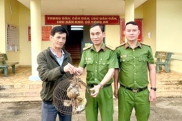 Lam Dong man discovers rare pygmy slow loris at home