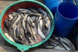 Mass cobia deaths hit Ly Son farmers