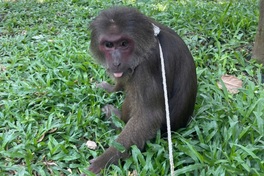 Rare red-faced macaque spotted at Hue pagoda